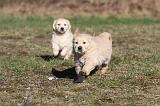 GOLDEN RETRIEVER 041